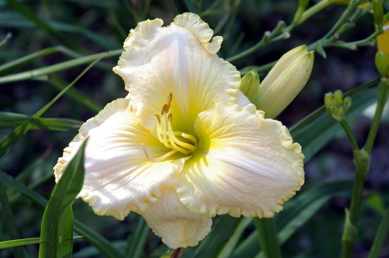 Arctic Bear photo Daylily-ArcticBear_zpsfb4f69e1.jpg
